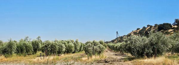 Olive tree orchard outside the store