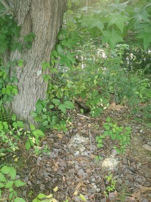 workers tossed 6 beer bottles over my fence into neighbors property