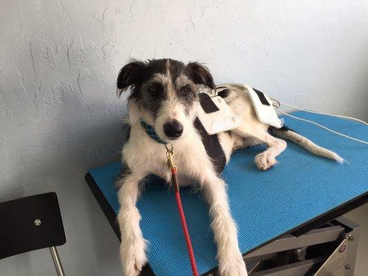 Barry getting light therapy for his back and legs.