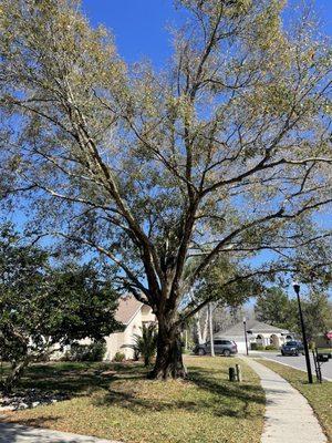 This oak needed quite a few dead branches cleaned out. Also gave more light to the ligustrum below.