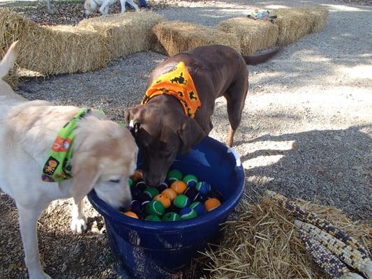 Bobbing for tennis balls during our annual Howl'ween party