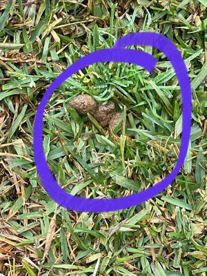 Dog feces on property