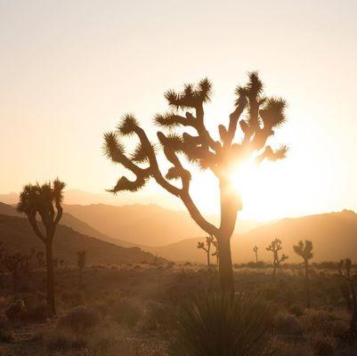 Joshua Tree view and scenery