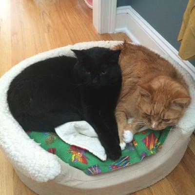 Our two cats, Salem and Cosmo.