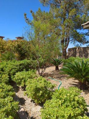 Mesquite tree installed by Moon Valley, planted with care not to disturb original landscaping.