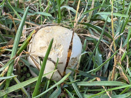 Lead-grey Puffball