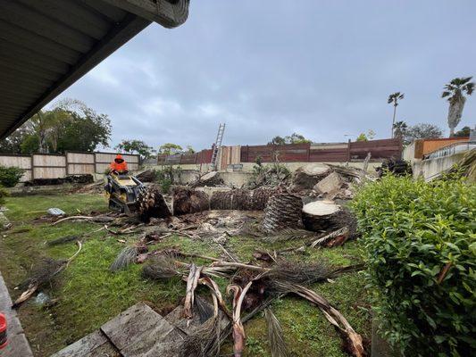 Dead Canary Palms 1