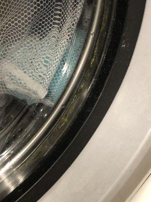 Green Mold in the bottom washing machine glass door