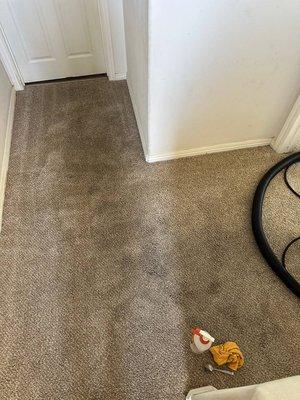 After Carpet cleaning