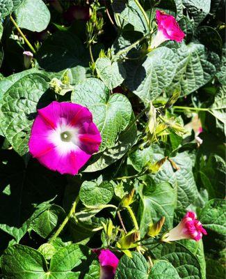 Morning glory in full bloom.