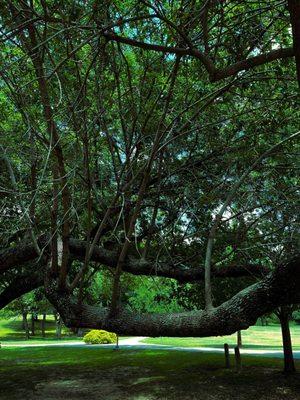 Love the way these branches grow UP