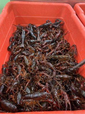 Live crawfish