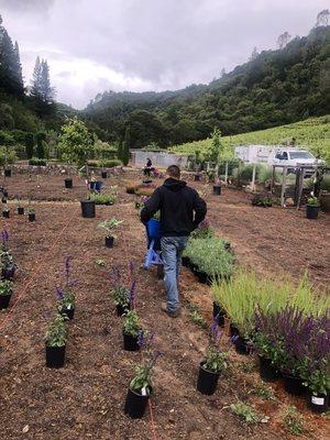 Installation of native plants and low maintenance