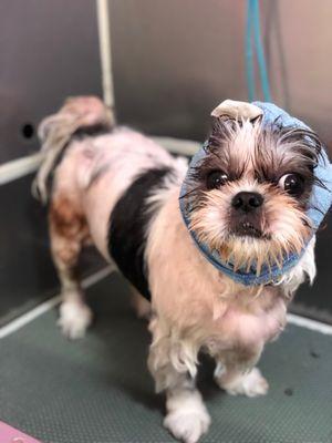 Snoopy taking a bath