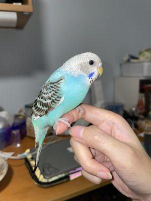 Parakeet