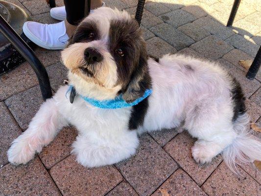 Oreo after his grooming :)