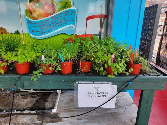 Maters & Taters Produce