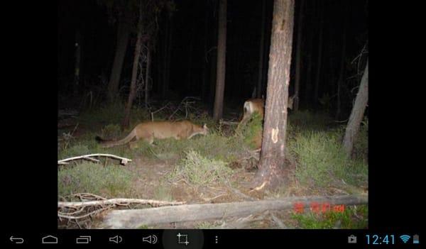 Dead deer walking, just the fang & claw reality of life.