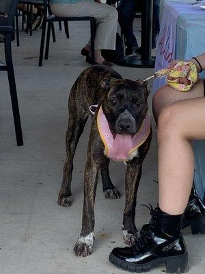 Patio is dog friendly. Woof woof!