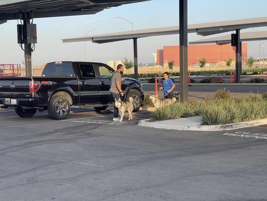 An employee rescued these 2 huskies. They needed their owners to find them so we couldn't keep them for ourselves.