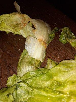 The slimy lettuce that was on our sandwich's and in the salad