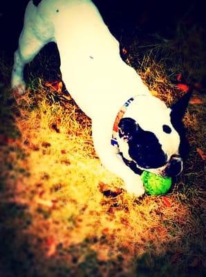 When this boy isn't chasing shadows he's chewing on a ball.