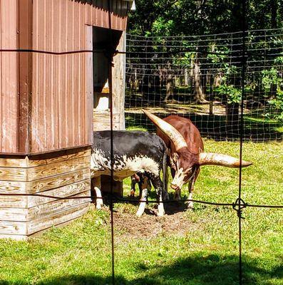 Longhorns at Wilderness Trails Zoo