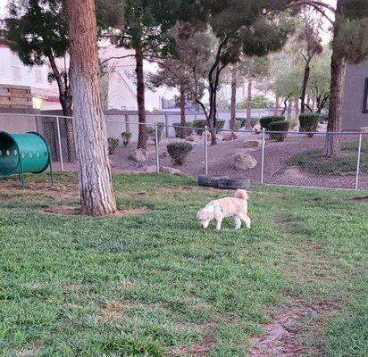 Hank at the dog park out front of our unit.