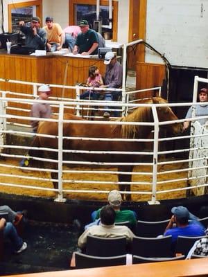 Navasota Livestock Auction