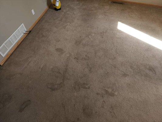 Before of a carpet cleaning job that had pet urine everywhere