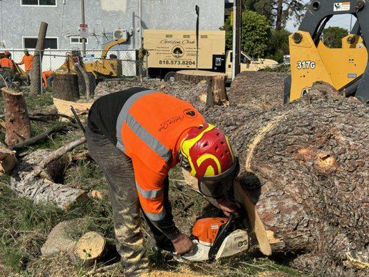 Pine tree removal
Land clearing