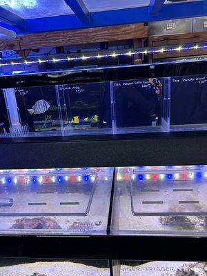 Very clean fish store