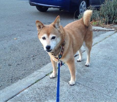 Out on a neighborhood walk