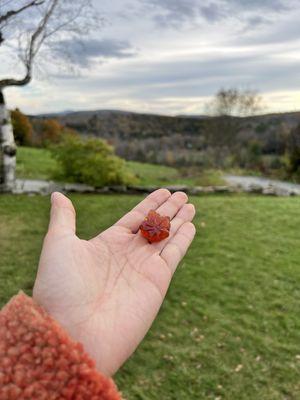 Maple candies