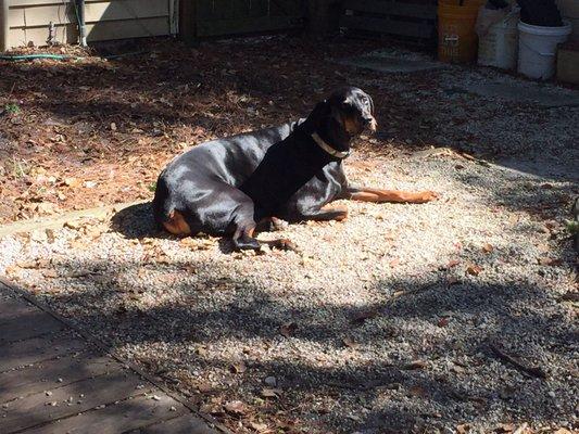 Zefir getting some sun after his cut