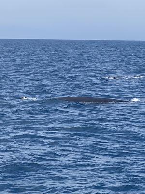 LA Whale Watching