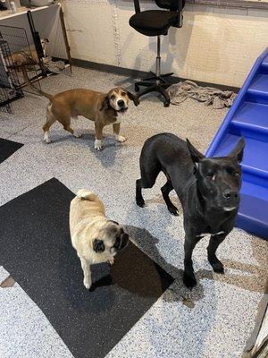 Big Mickey and little London, welcoming new pup August AKA "Augie", the one eyed wonder!