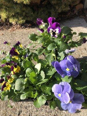 Pansies!