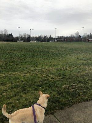 Back side of the park on the walking trail