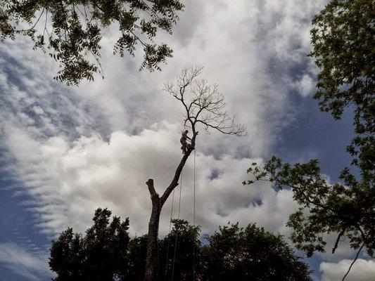 Tree Climbers