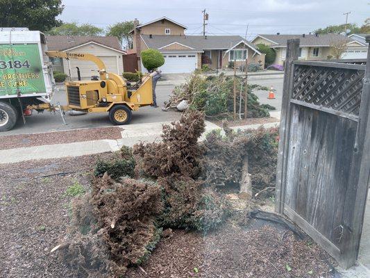 Valero Brothers Tree Care