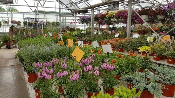 Nice variety of plants for every growing condition. Herbs, veggies, annuals & perennials.