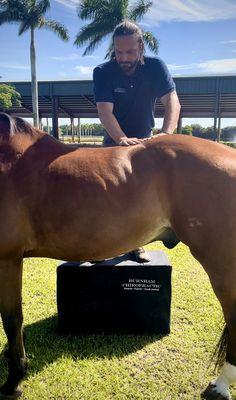 Horse Chiropractor