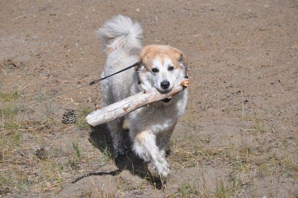 Smokey collecting firewood at Lake Tahoe.  She traveled all the way to Fremont to see Dr. Brown, Danielle and Denise for her TPLO.