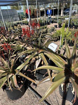 Phoenix Desert Nursery