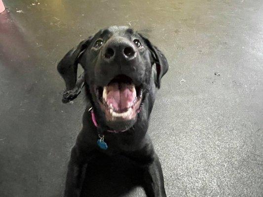 This Happy puppy says it all