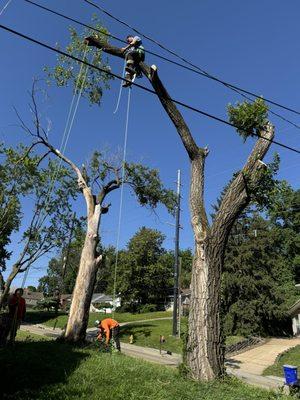 Tree Removal