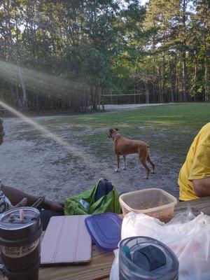 Picnic tables and dog friendly