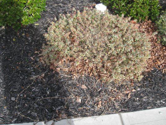 Overgrown dried up bush in front of house.