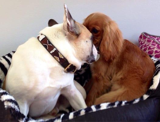 Stewie shares his bed with a new customer,Bear.